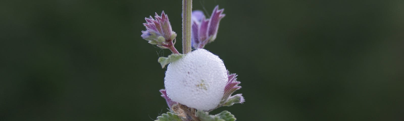 Stem of a mint plant with purple flowers and a cloud of bug spittle along the stem. Baby bugs are hidden in the spittle.