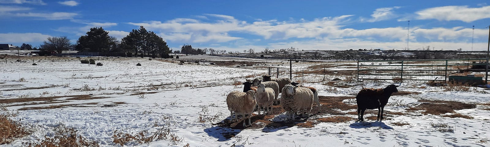 A small flock of sheep standing in the snow against a very blue sky