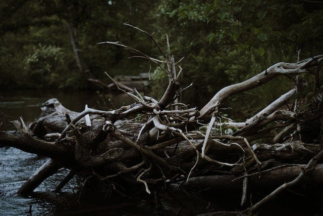 Tangle of branches and tree trunk in a river