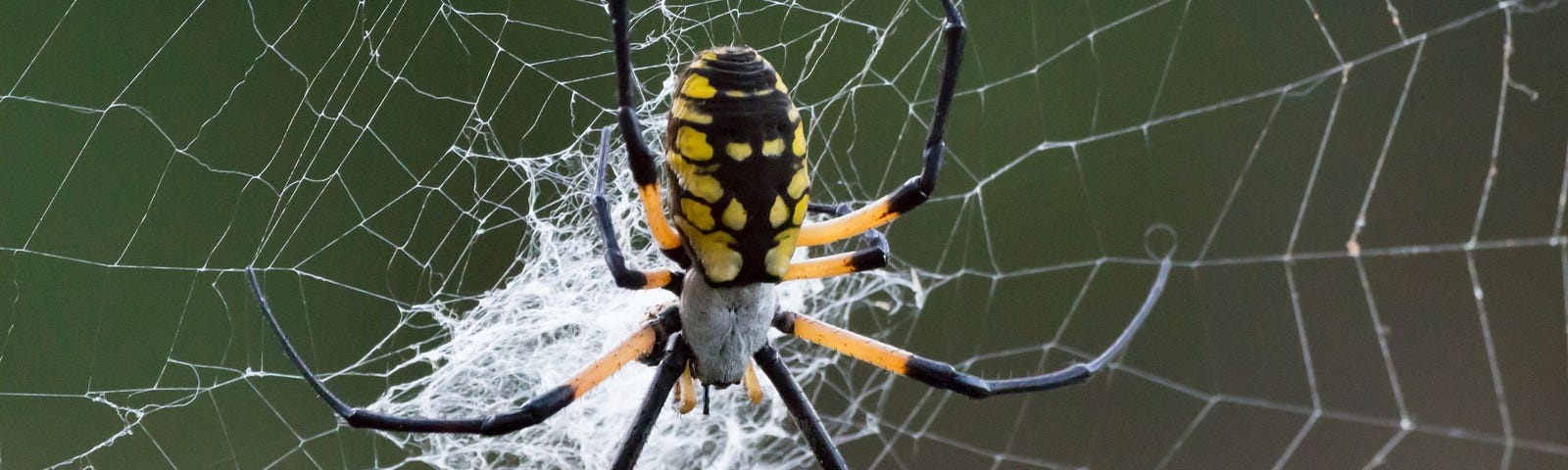 image of a yellow and black garden spider on a web with a spiral