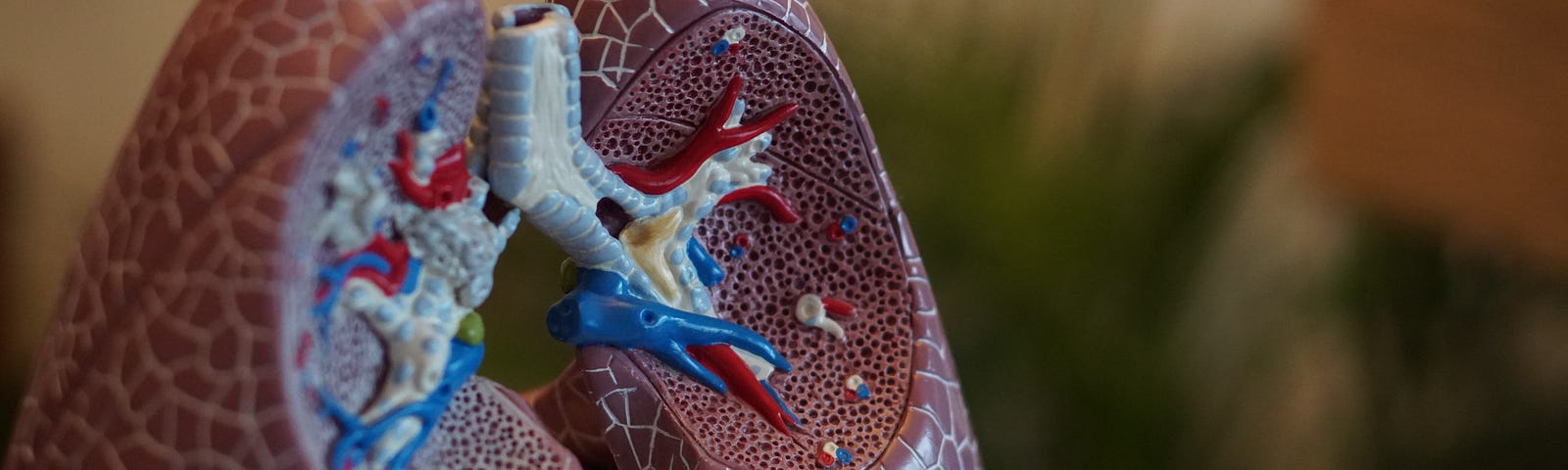 model of lungs