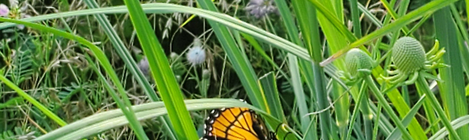 A monarch butterfly on some tall grass in a meadow.