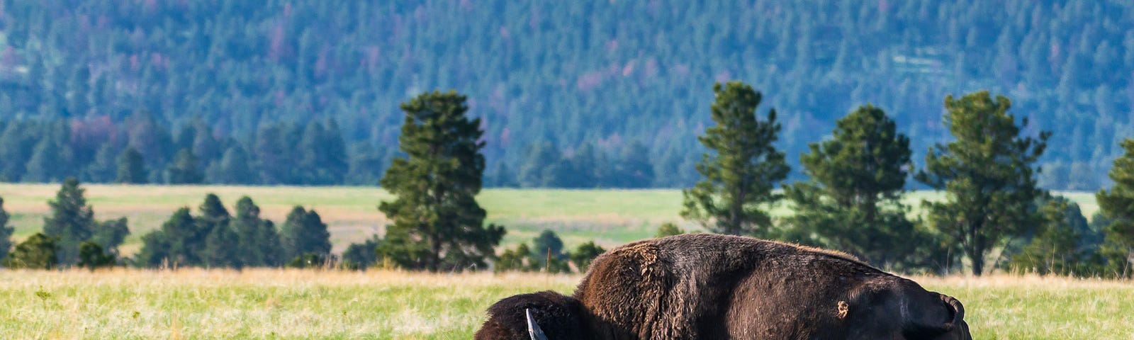 A bison bull walks through Custer State Park. Photo by the author.