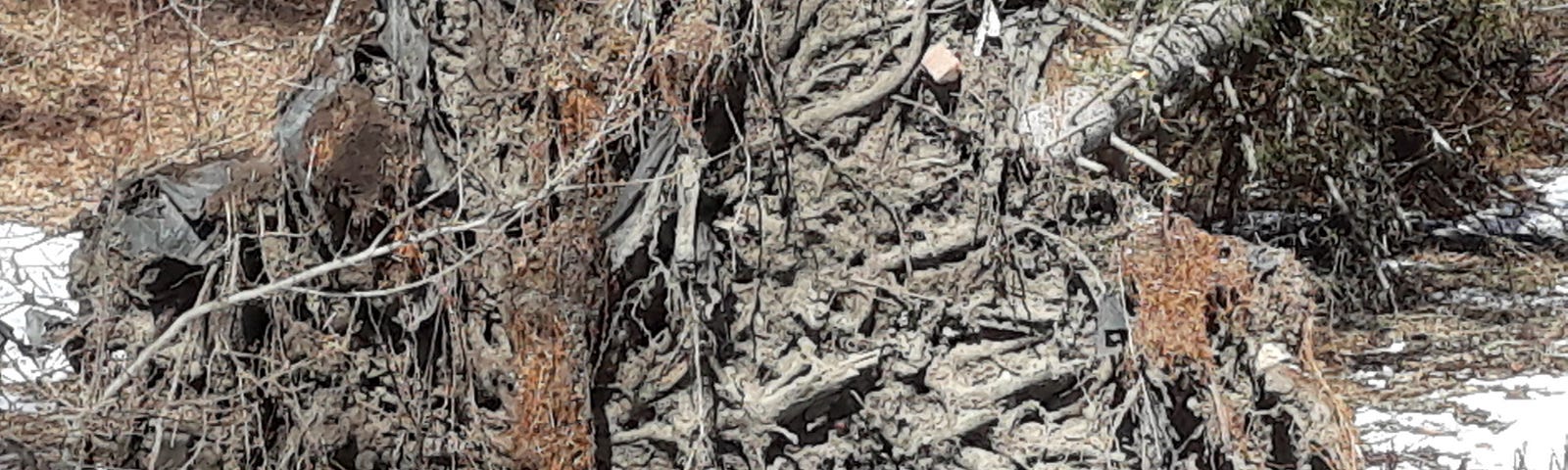 Tangled roots of a fallen tree.