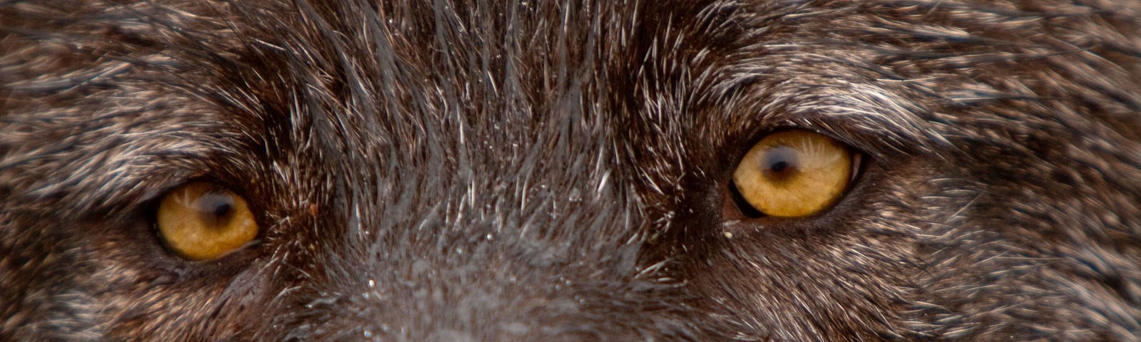 Gray wolf eyes © Bernard Marschner