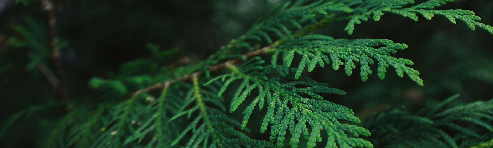 Photo closeup of cedar bough, darkened background.