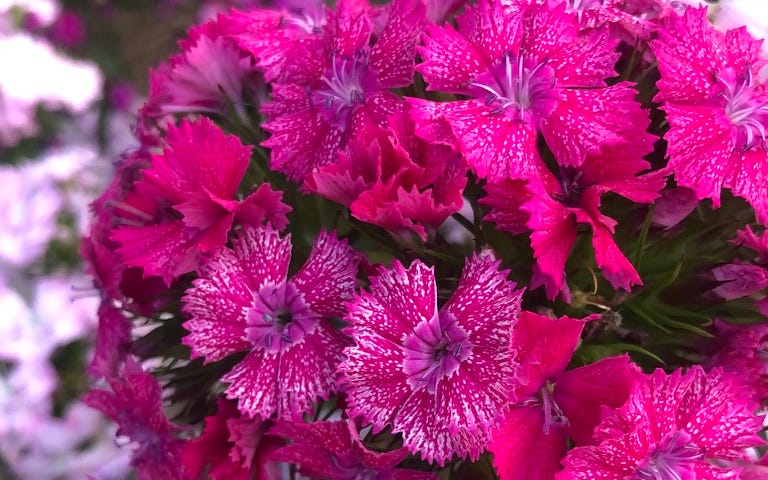 A bunch of magenta spring wilds
