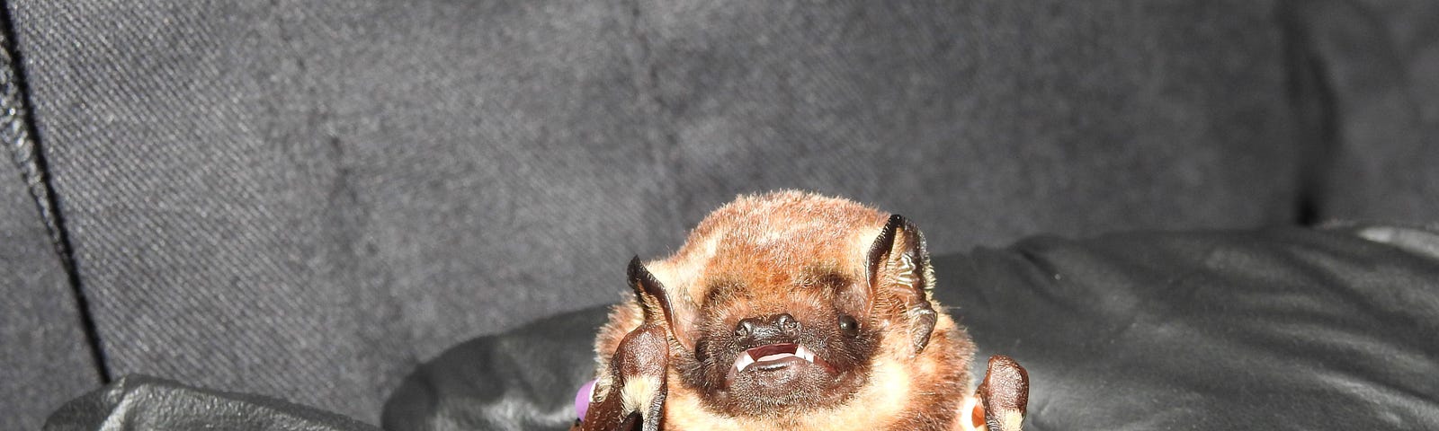 A black glove holds a ʻōpeʻapeʻa (Hawaiian hoary bat). It is brown with a snout.