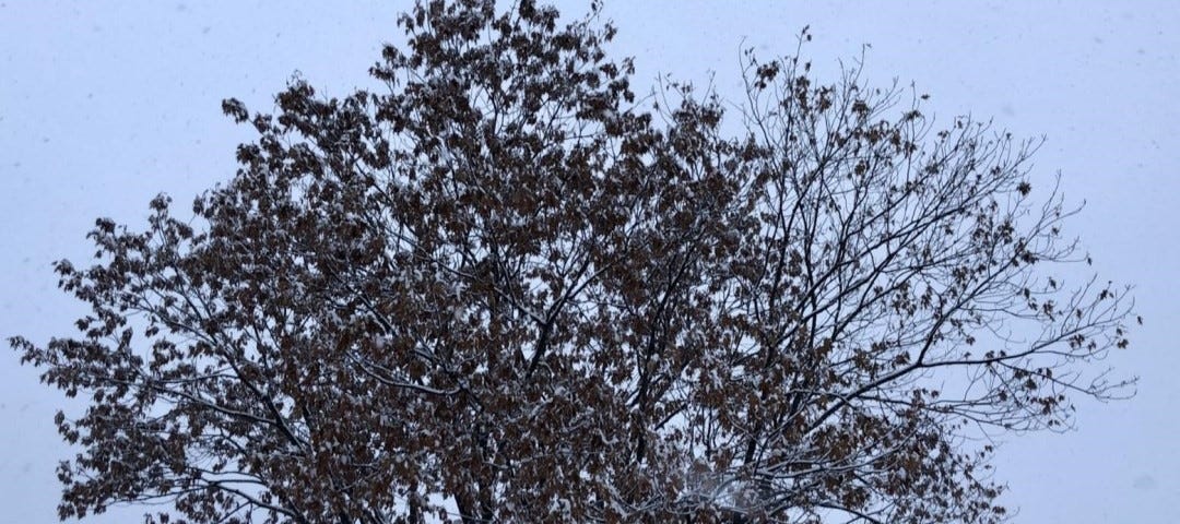 Oak tree (credit photo Phrenssynnes)