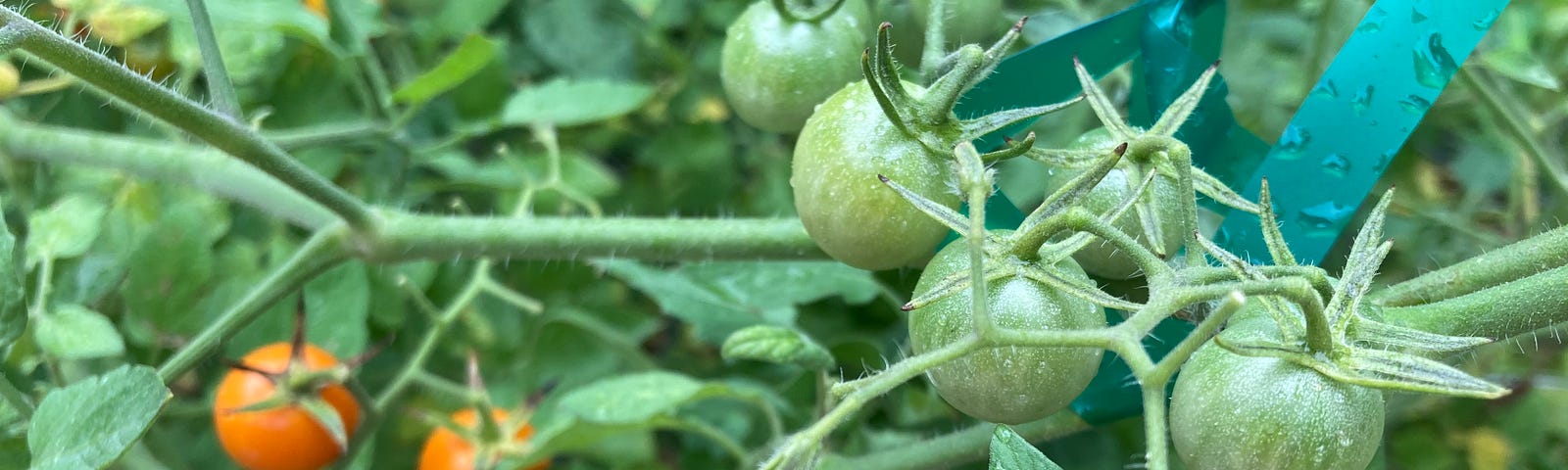 Golden cherry tomatoes growing in my garden.