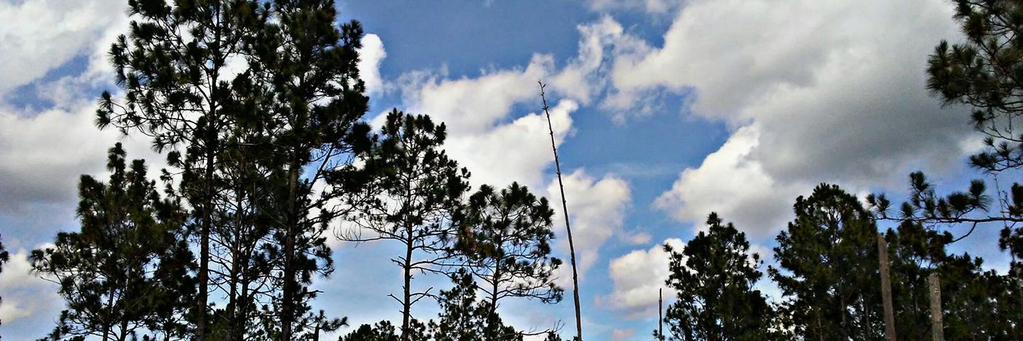 Photo taken by a Author of a pinelands preserve in Miami-Dade