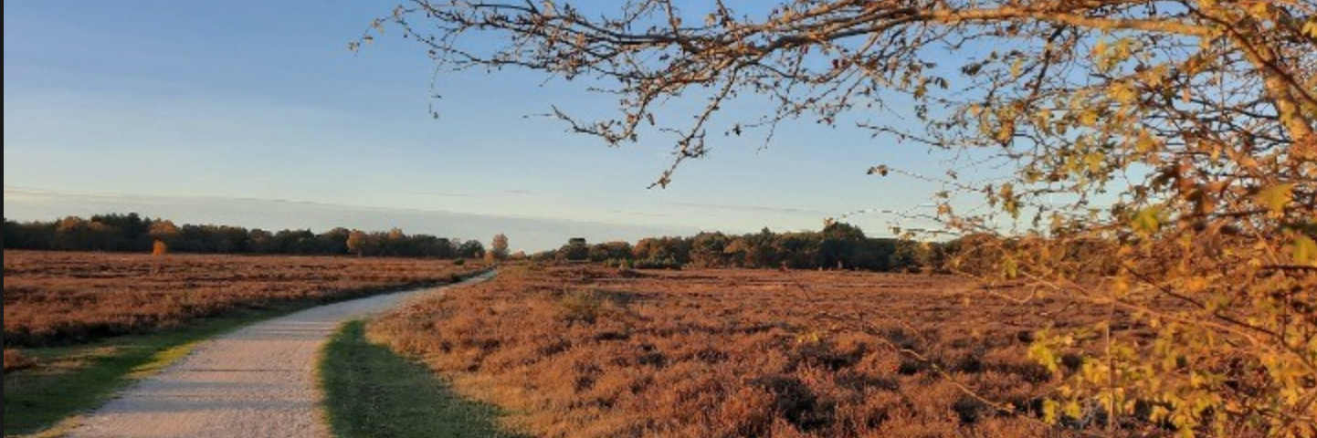 A nature trail with a path in the middle and heather on both sides. The sun is setting.