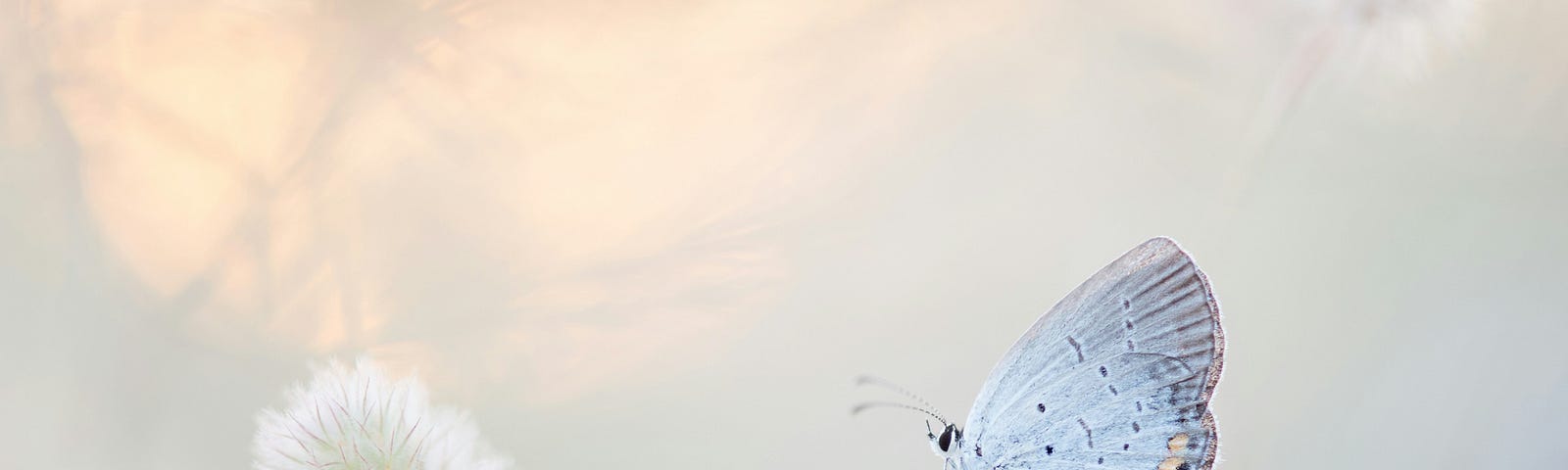 An Eastern tailed-blue butterfly sits on a small plant in a very light colored field as the sun sets in the sky.