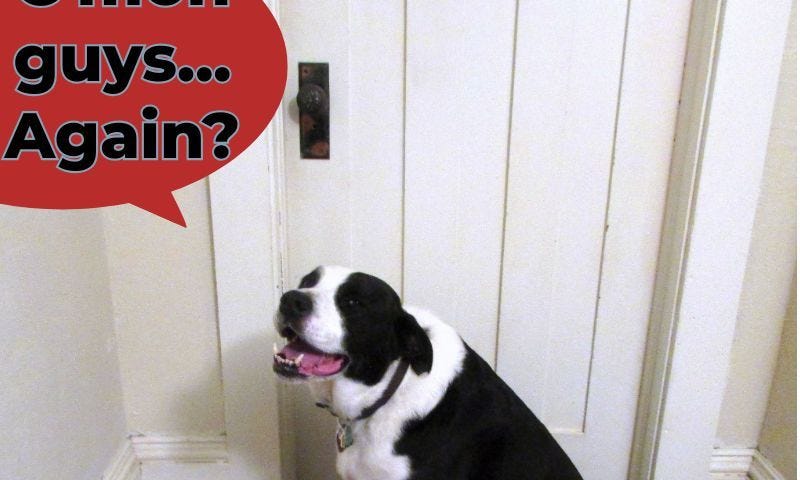 Black and white dog outside bedroom door, pleading, c’mon guys… again?