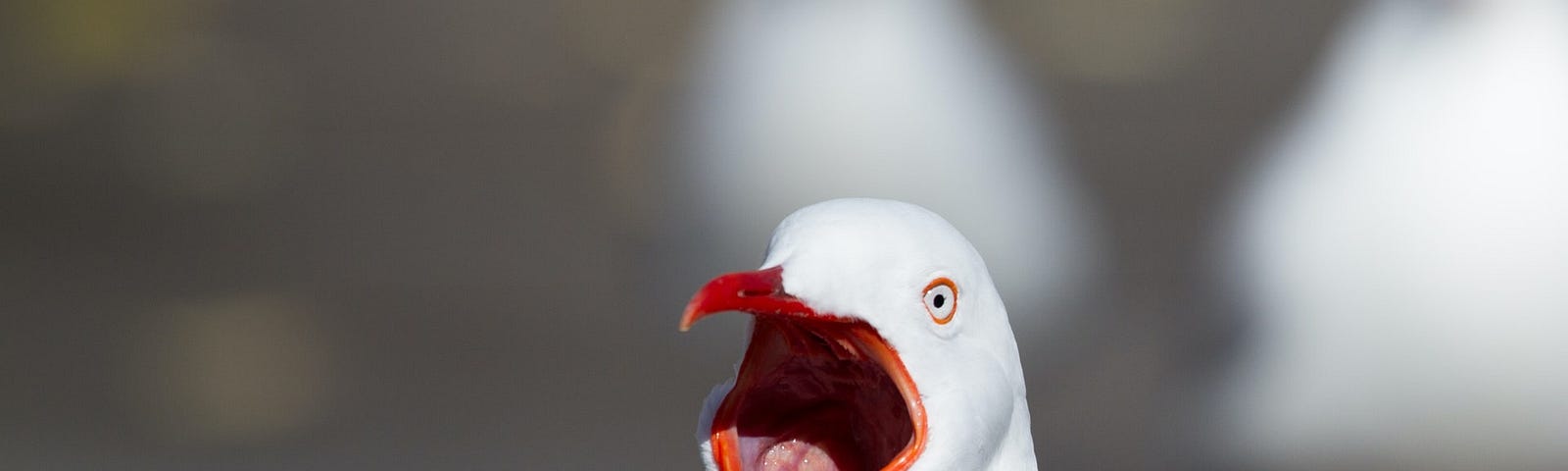 scream loud seagull