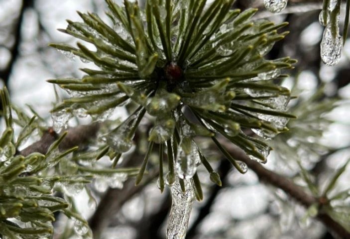 Ice hanging from a pine tree. When winter won’t let go. Photo by Ellie Jacobson.
