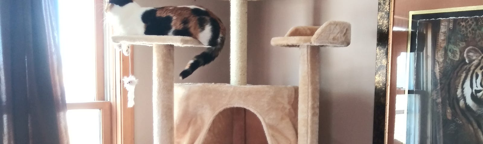 Image shows a “cat tree” with a calico cat and black cat sitting on different levels. The calico is looking out the window.