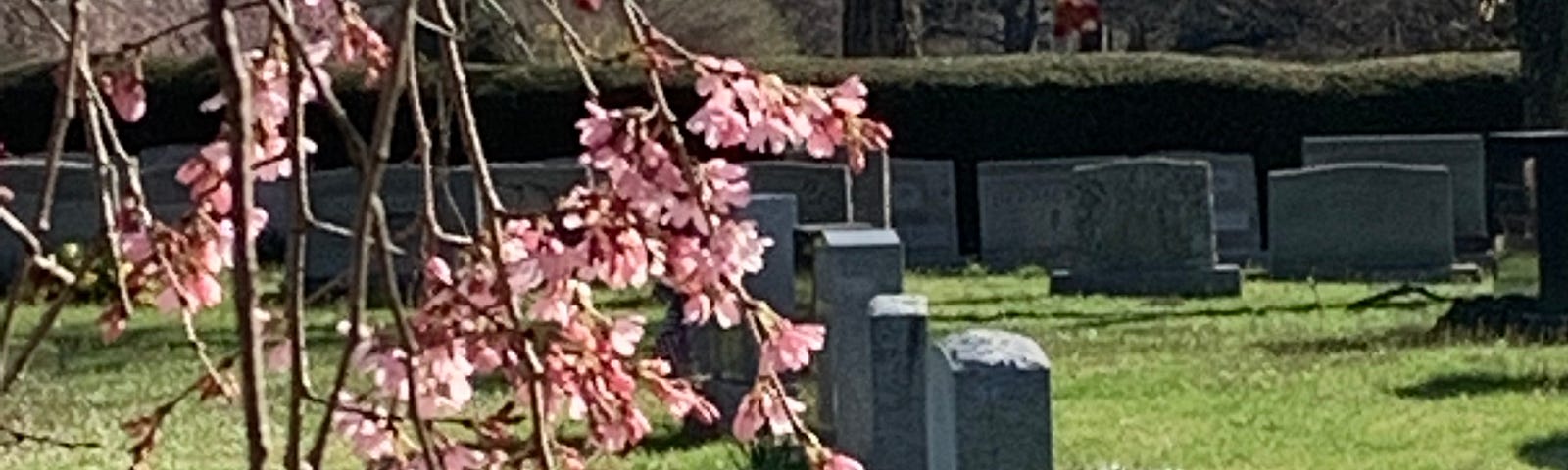 Cherry tree blossoms above a row of gravestones
