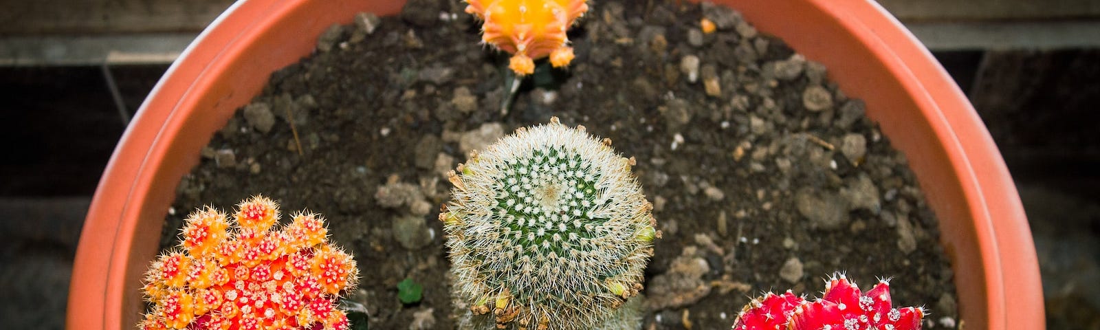 cactus flowers in a pot