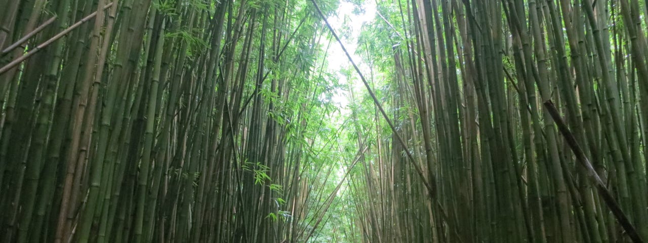 Hiking trail of tall bamboo trees on the island of Maui
