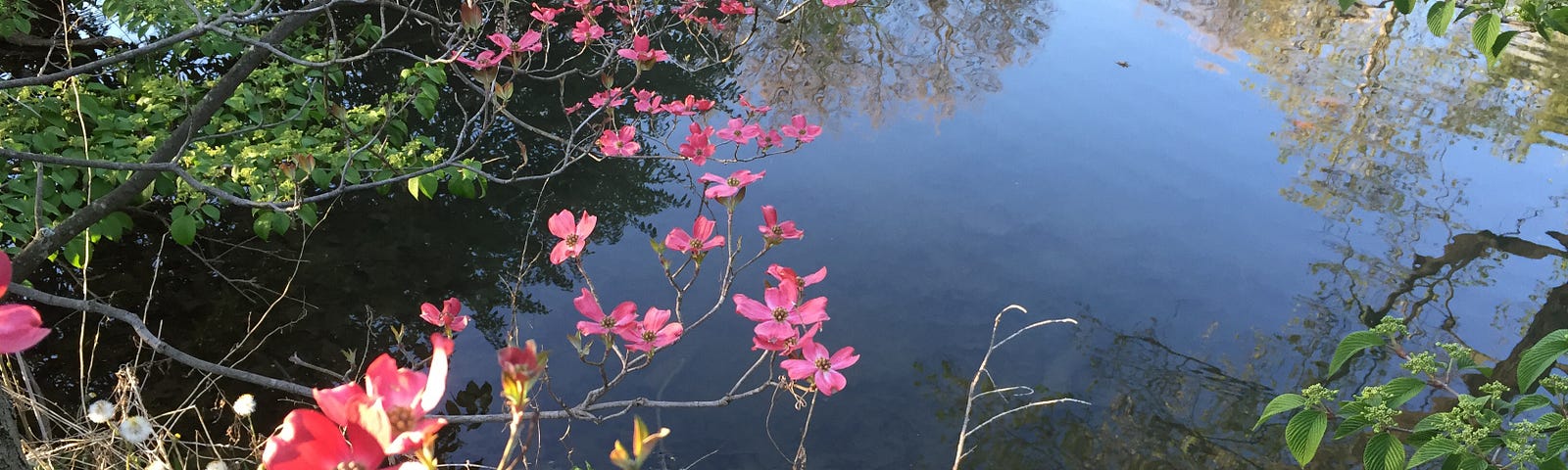 Pink dogwood blossoms in full bloom over a pond in which trees are reflected
