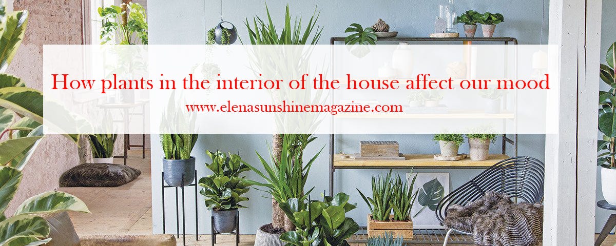 How plants in the interior of the house affect our mood