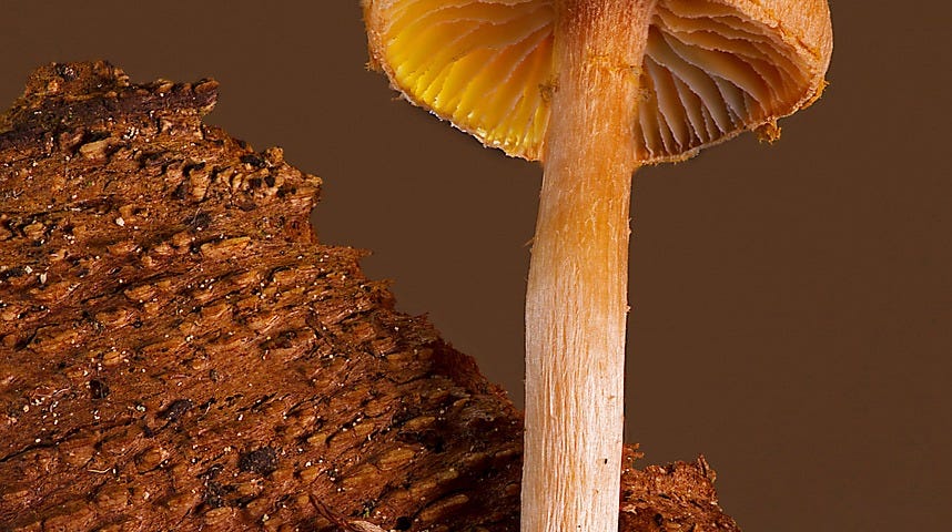 Mushroom with mycelium.
