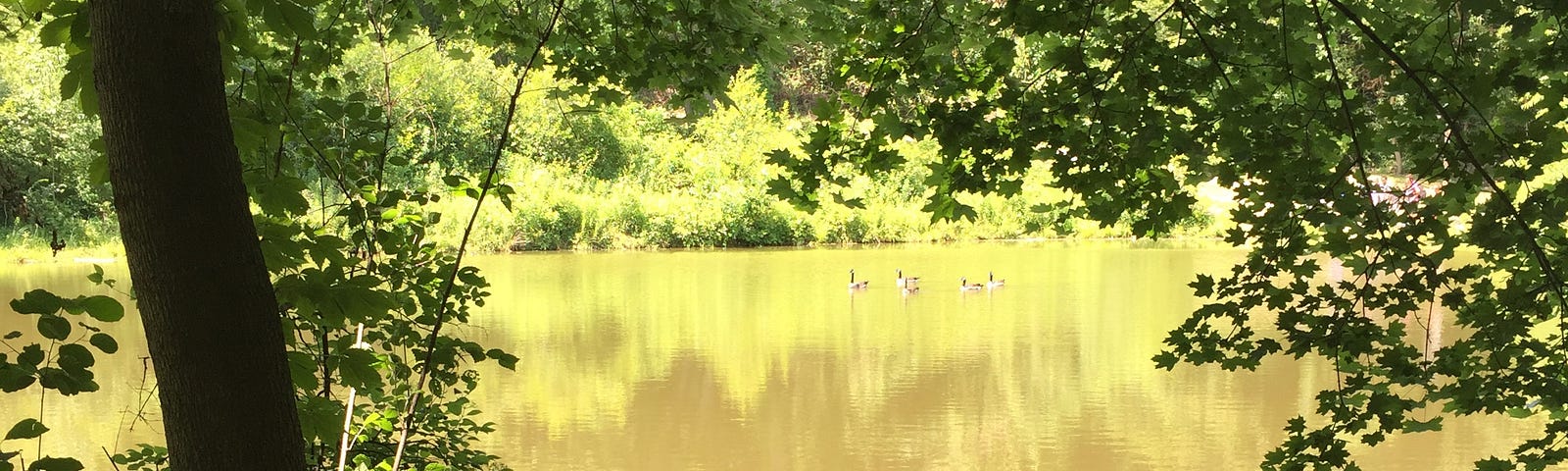 A silhouetted tree trunk is at the left of the photo. The tree’s branches drape over a pond in which green trees and shrubs are reflected.