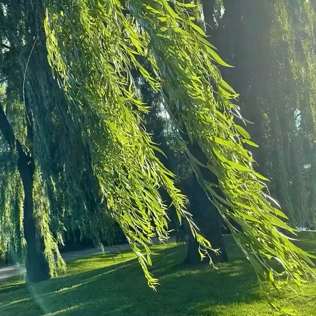 morning meditation sunlight, swaying willow branches, blue skies | nature photography | © pockett dessert