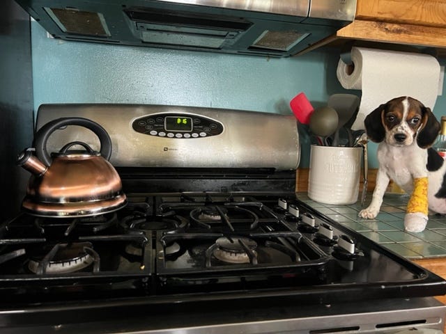 Stovetop with copper kettle and a digital clock. Cute beagle puppy sitting on the counter next to it.