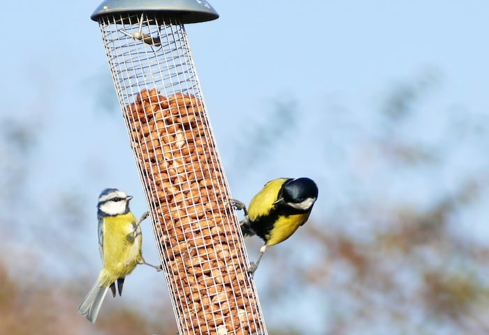 Photo of colorful birds at feeder.