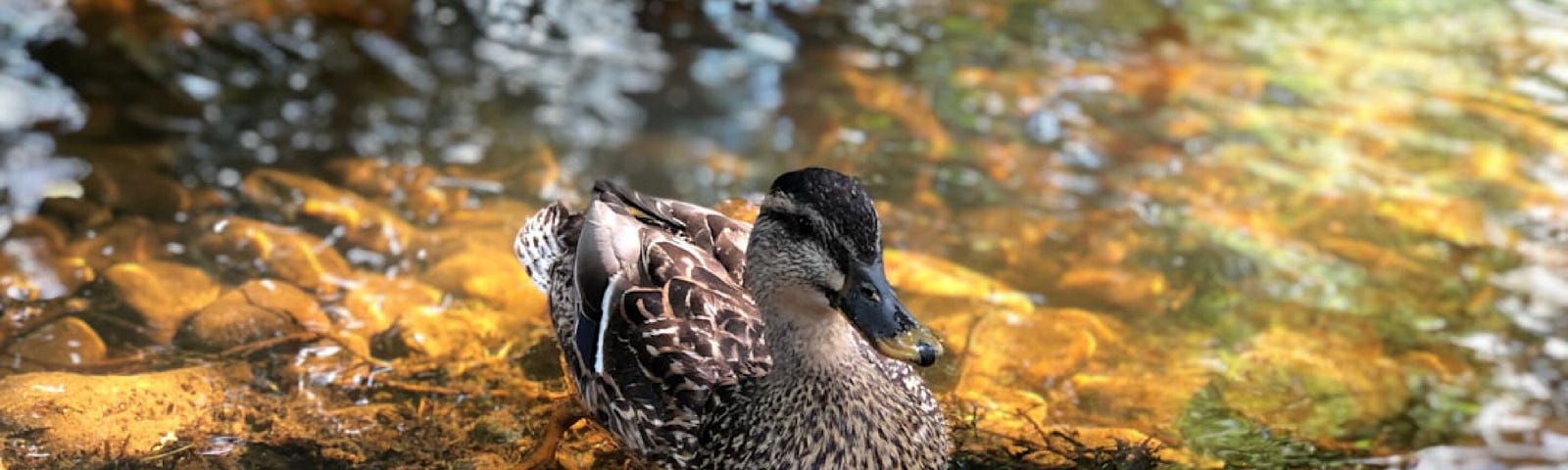 A duck floating on water filled with reflections of the shoreline has a brown head and many brown and white speckled feathers This is the type of duck that surprised me.