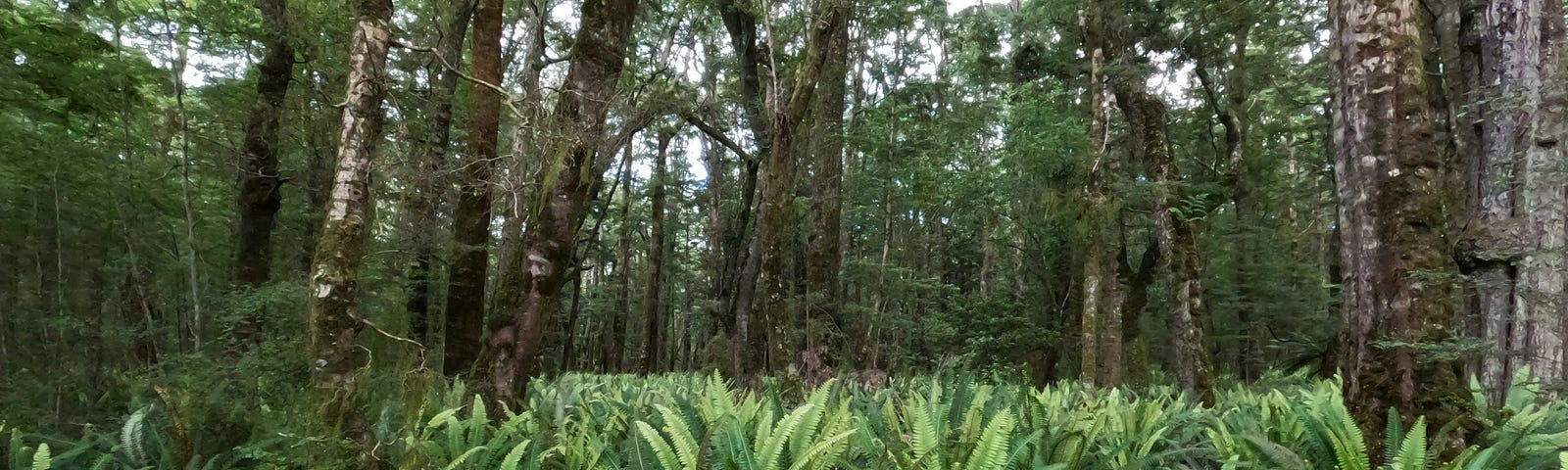 Ferns covering the forest floor.
