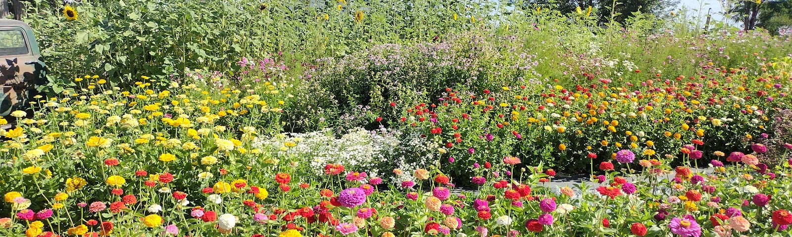 A field of flowers with sunflowers in the back and a variety of others in front of it in every yellows, reds, purples, pinks, and oranges.