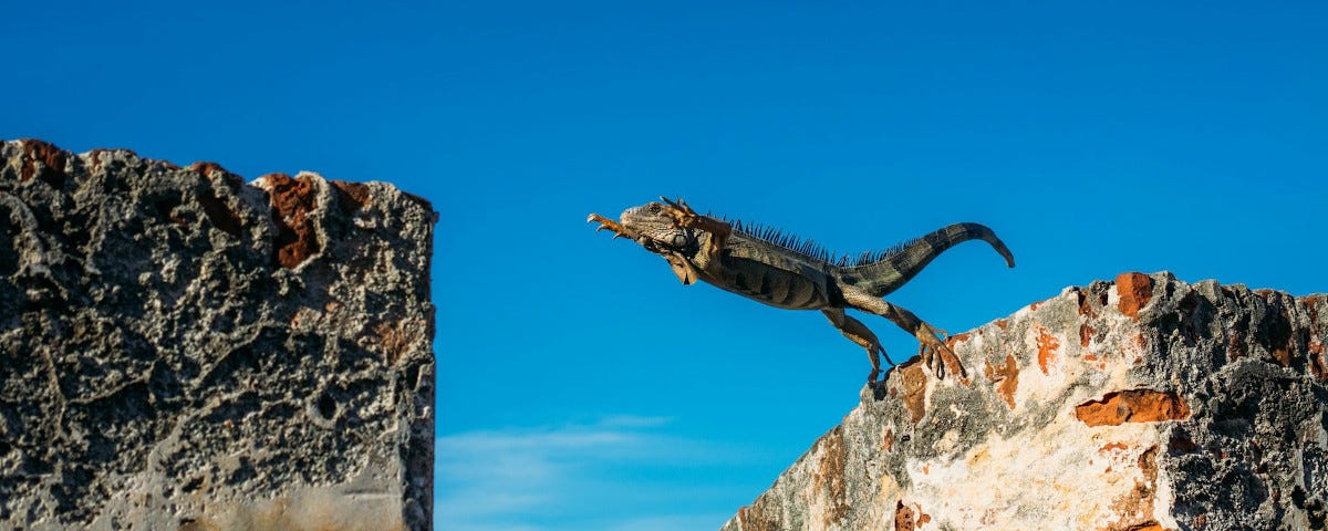 An iguana caught in the act of leaping over the short gap between two sections of wall. His back feet are on one wall and his forelegs are stretched out in front of him, reaching about halfway across the gap.