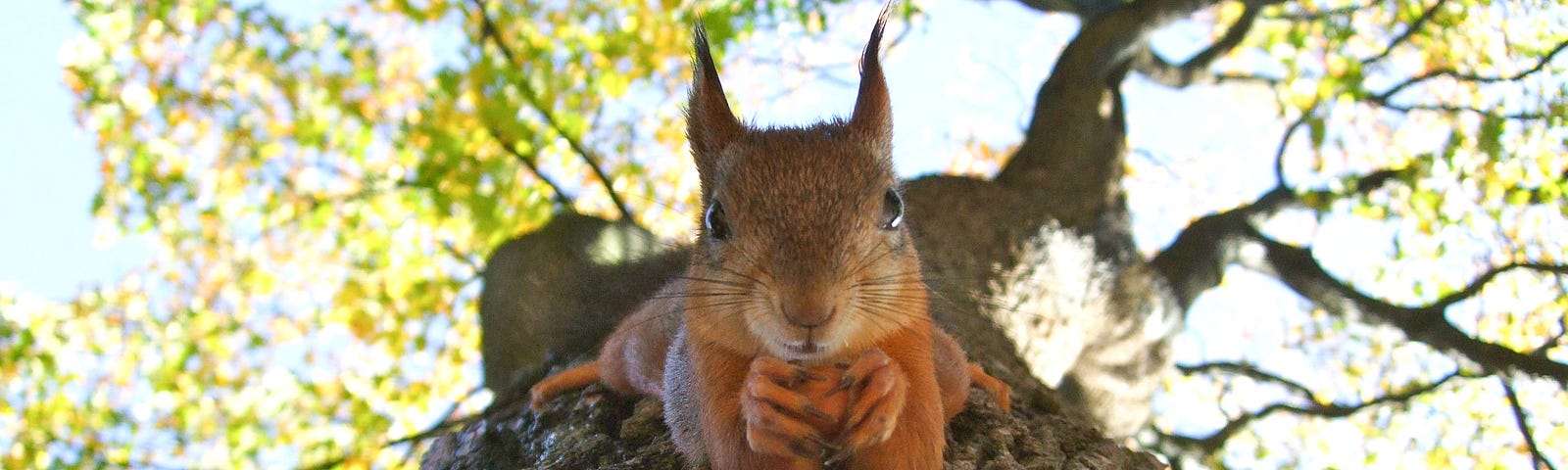 Shot of someone looking up at a tree. There is a funny squirrel holding a nut.