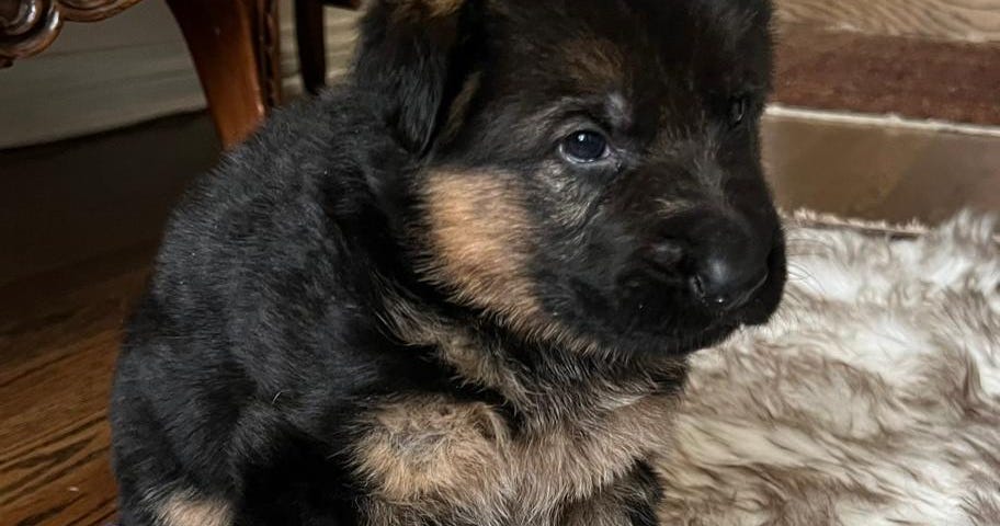 Female German Shepherd puppy 4 weeks old