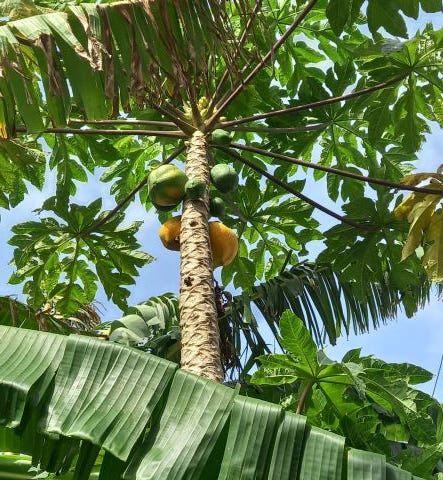 a tall papaya plant against a tropical blue sky; it has fruits in different stages of ripening.