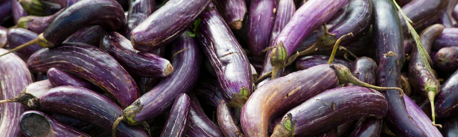 A collection of engorged and very purple aubergines