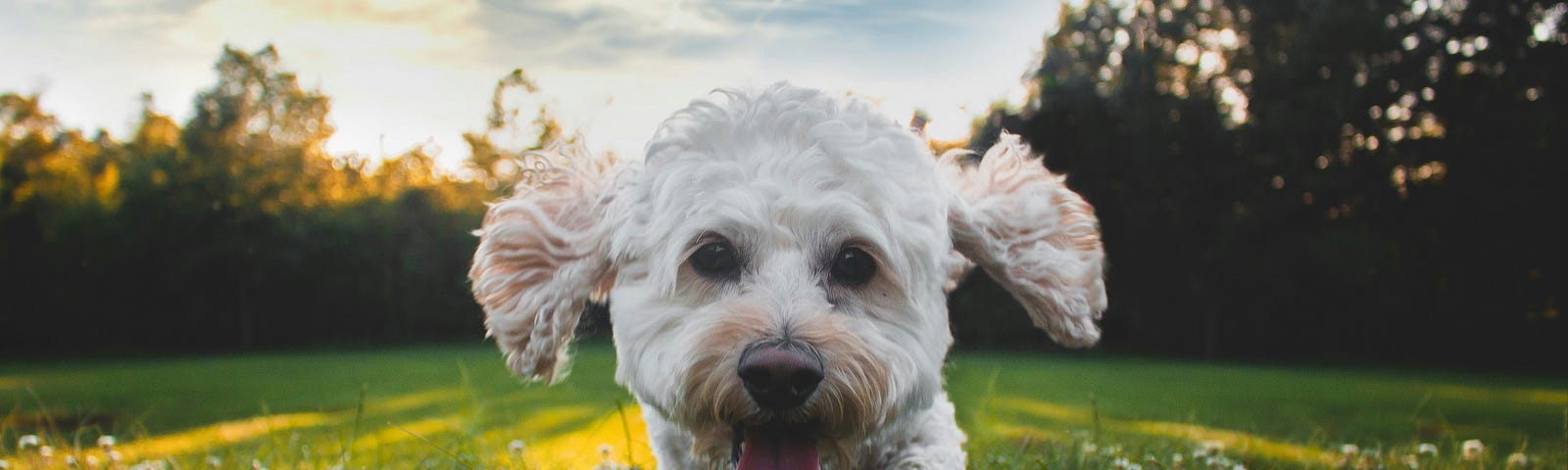 Photo of a small white dog running on a meadow at eye level.