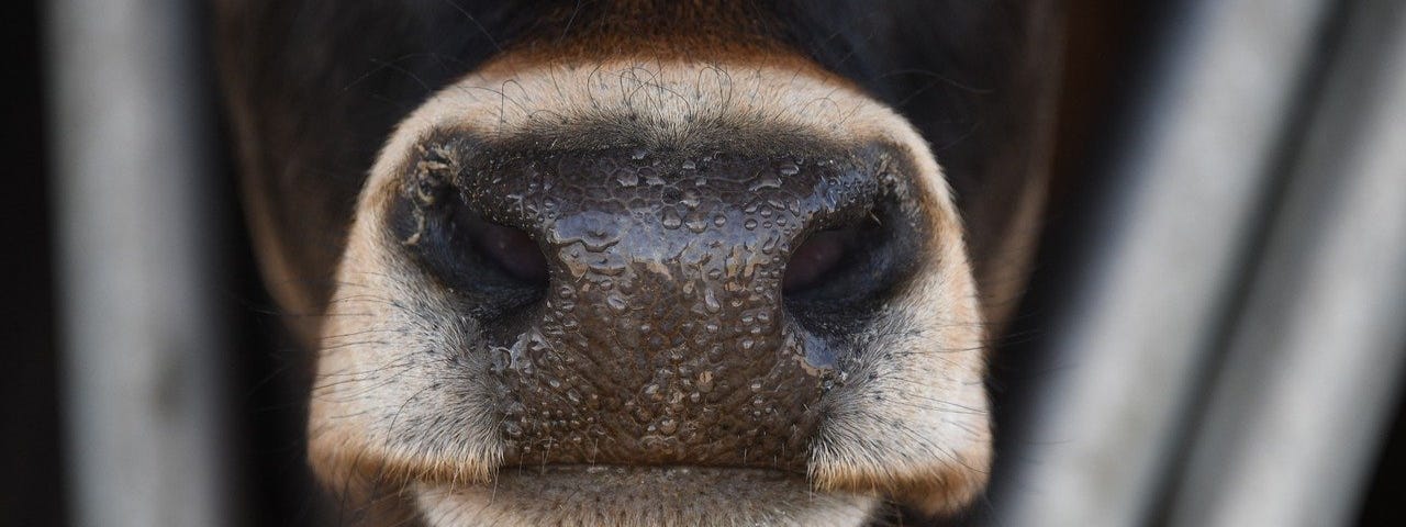 IMAGE: A cow’s snout coming out of a metallic cage in a farm