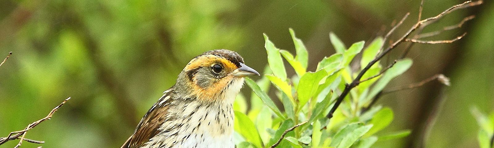 a brown and white bird perches in a green shrub