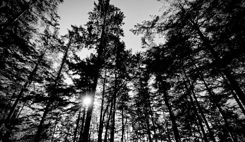 black and white photo of tall trees with the sun peeking through