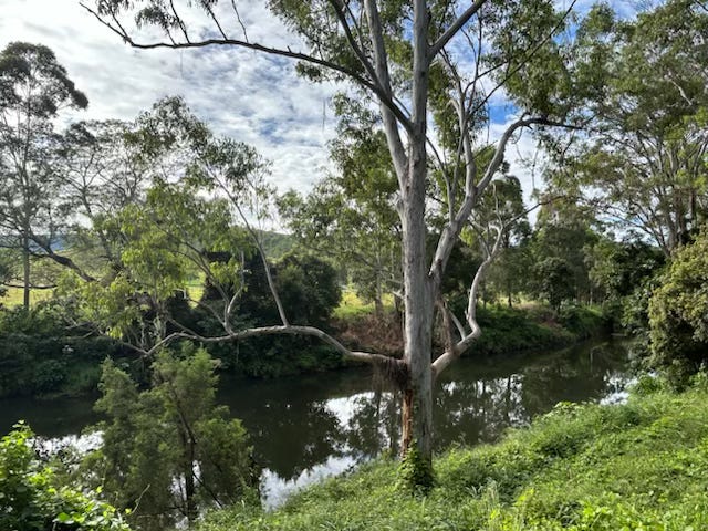 A bush creek, trees reflected in the still water