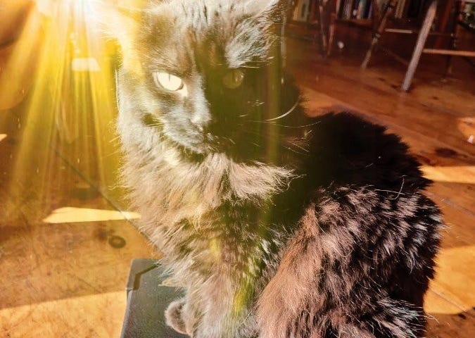 Fluffy black cat, Frida, with a halo