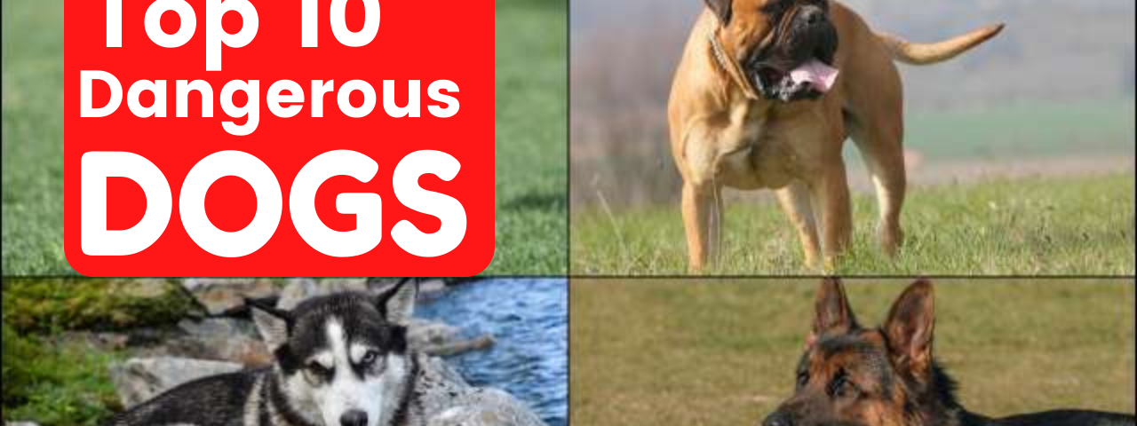 Top 10 Most Dangerous Dogs in the World in 2022