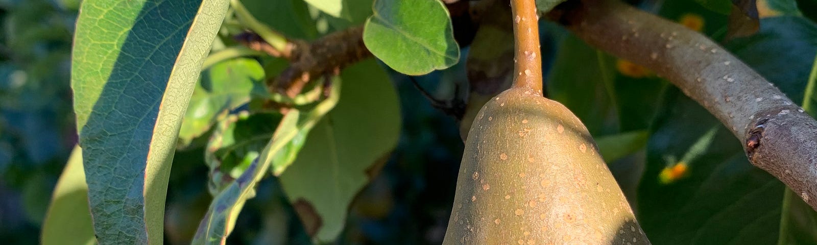 Beauty of nature. Close up of two pears on a tree, partly in shade.