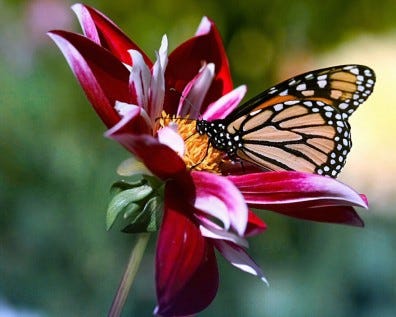 A red flower with pink and white petal tips with a green stem. A Monarch butterfly sits on top of the flowers center.