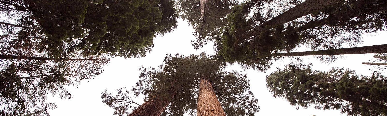 Large Sequoia trees are like investments — plant many seeds and hope some grow into fruitful ventures.