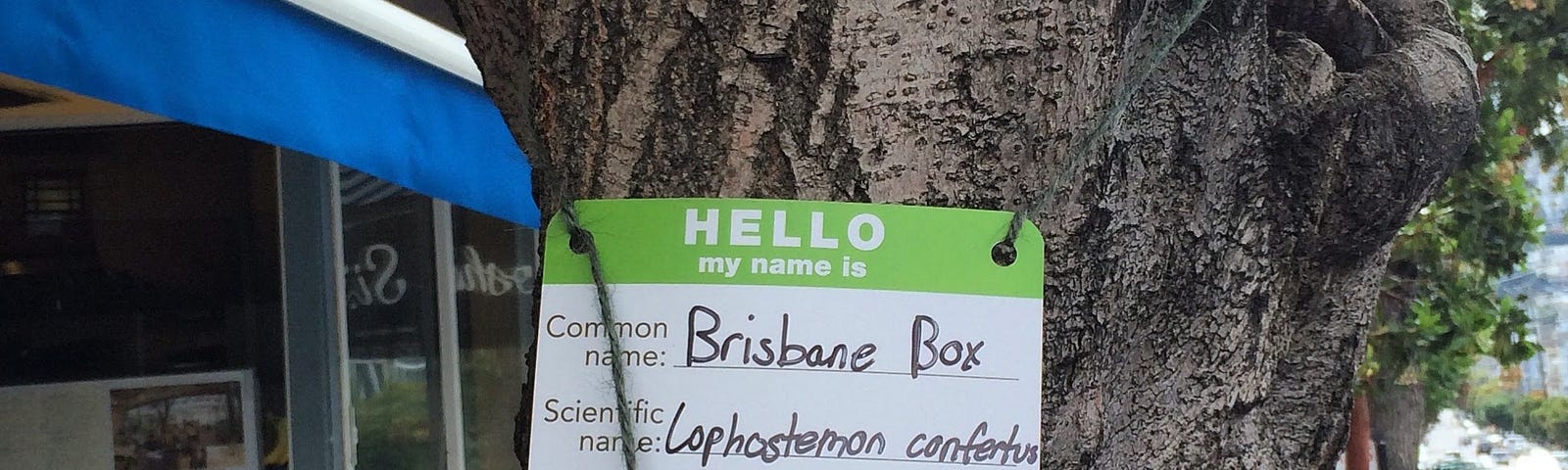 A Friends of the Urban Forest sign hangs around the trunk of a tree reading, “Common name: Brisbane box, Scientific name: Lophostemon confertus.”